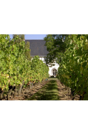 Saumur Champigny "Clos des Châtains" vieilles vignes Domaine de Nerleux 2008