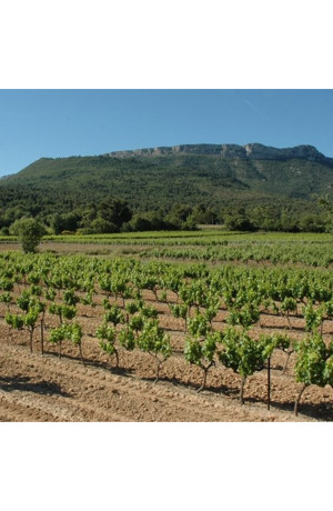 Côtes de Provence Bib 5L Gassier